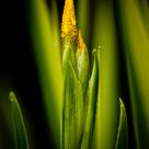 Iris in the rain