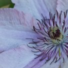 Clematis