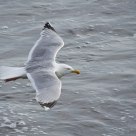 Gull