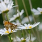 Amongst Daisies