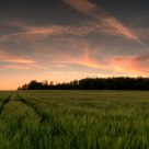 Sunset Over Barley