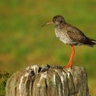 Redshank