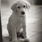 L'il Buddy