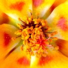 Portulaca grandiflora