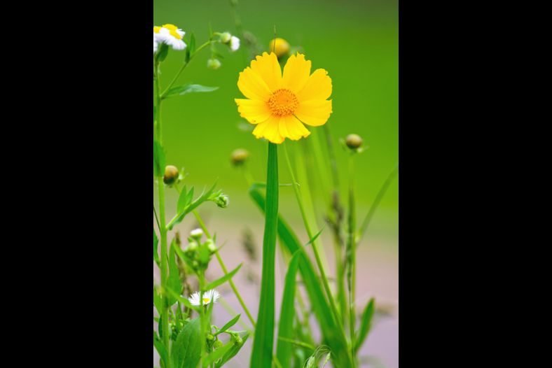 Yellow and Green