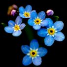 The Tiny Forget-me-not Blossums