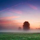 Pride of the morning