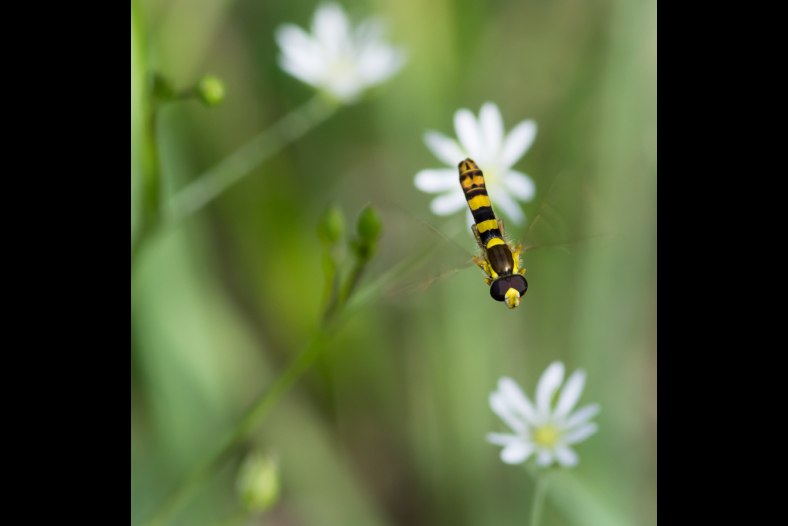 Hoverfly