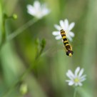 Hoverfly