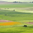 Fields