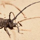 Longhorn beetle