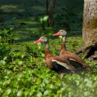 Black-bellied Whistling Ducks