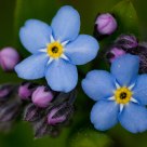 Forget-me-not