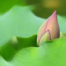 Lotus Romance 5