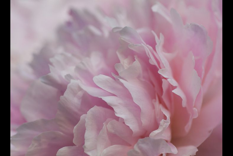 peony