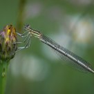 Damselfly