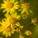 Ragwort