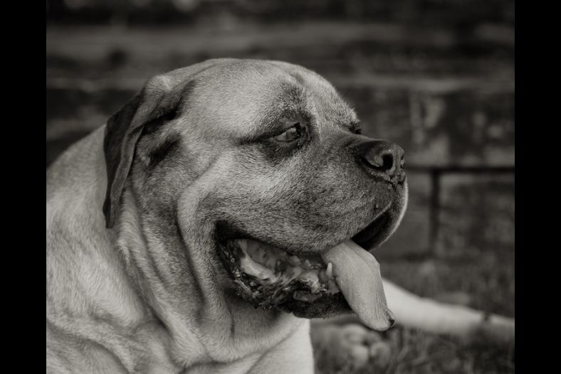 Gentle Giant
