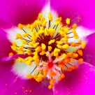 Portulaca grandiflora