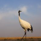 Crane