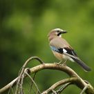 Jay  Garrulus glandarius