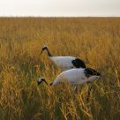 Crane in morning