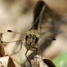 Taractrocera maevius