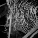 Cobweb