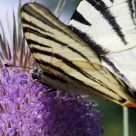FlambÃ©