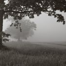 Early Morning Fog