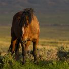Wild Mustang Stallion