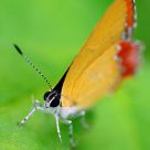 Beautiful Butterfly