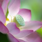 Lotus Romance