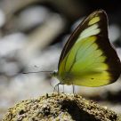 Butterfly....