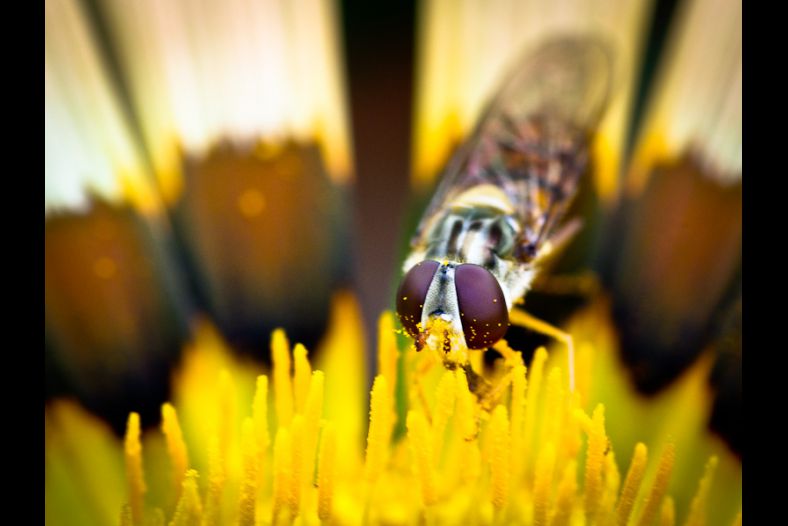 Hoverfly eats pollen