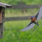 Bluebird in flight
