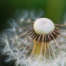 Dandy
