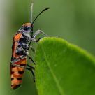 Cimice