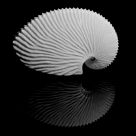 Common Paper Nautilus