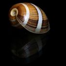 Bubble Shell