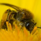 Wasp