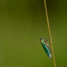 Cicadella viridis