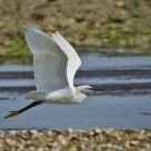 Little Egret