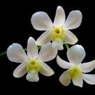 Three white Orchids