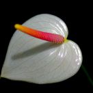 White Anthurium