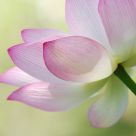 Lotus Romance 3