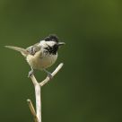 Coal Tit