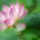 Lotus Dream 2011