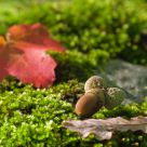 Envie d'automne