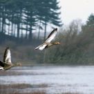 Flying geese
